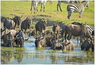animals at the crater - wildlife tourism tanzania